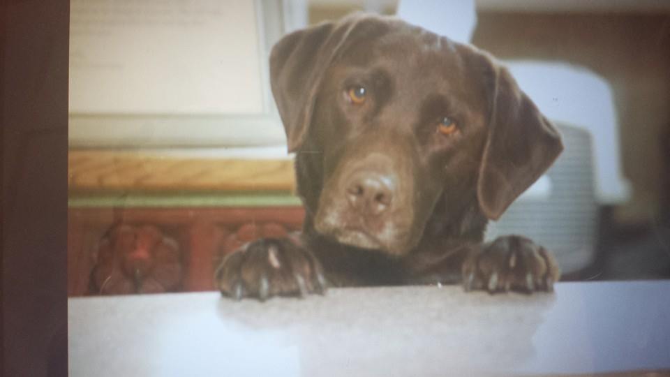 A relaxed chocolate Labrador inside The Groomery