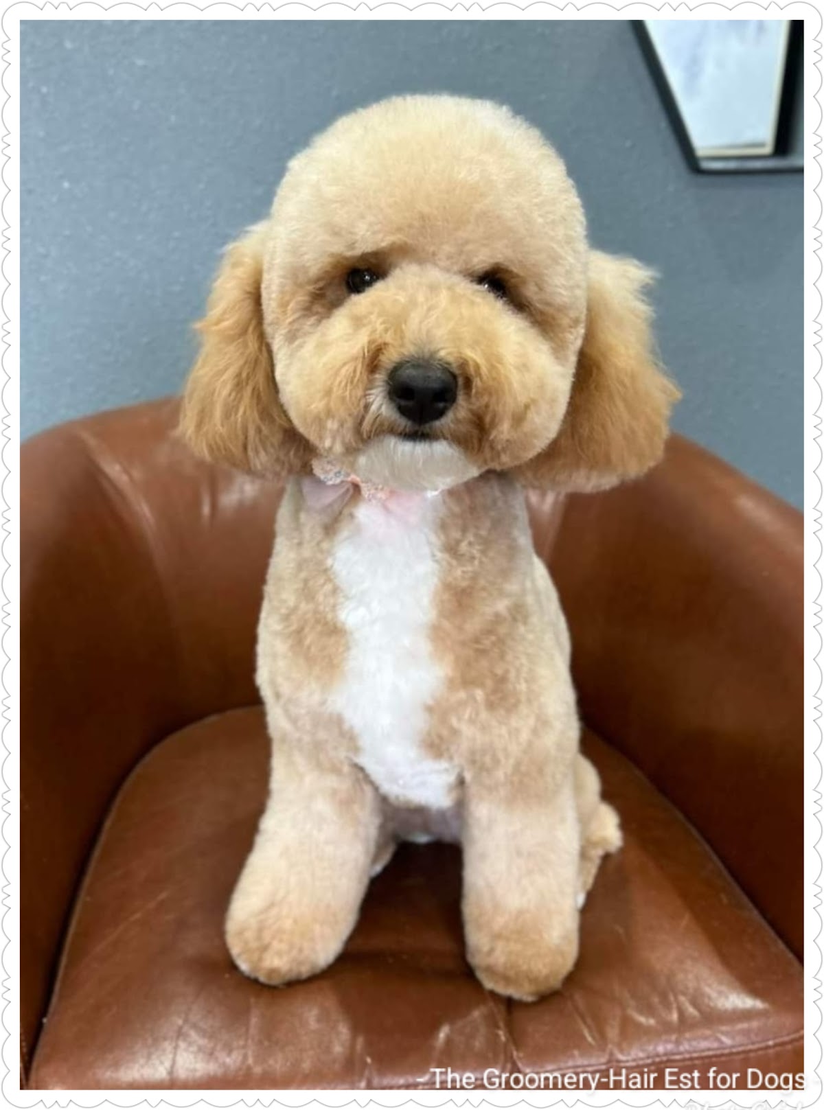 Full Grooming & Breed Cuts