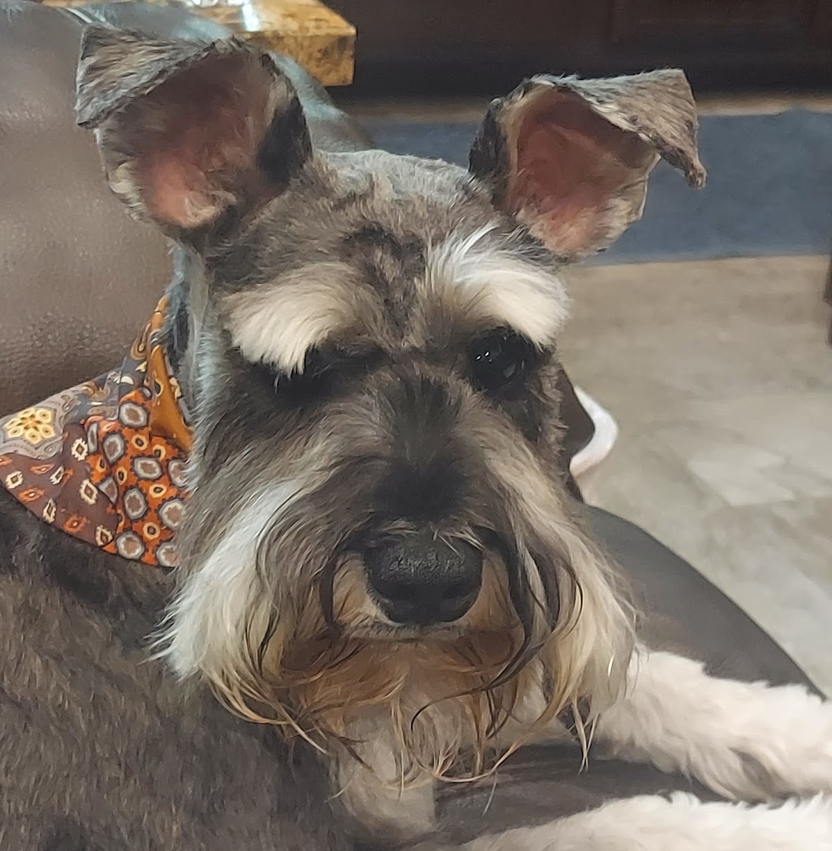 Deshedding Treatments