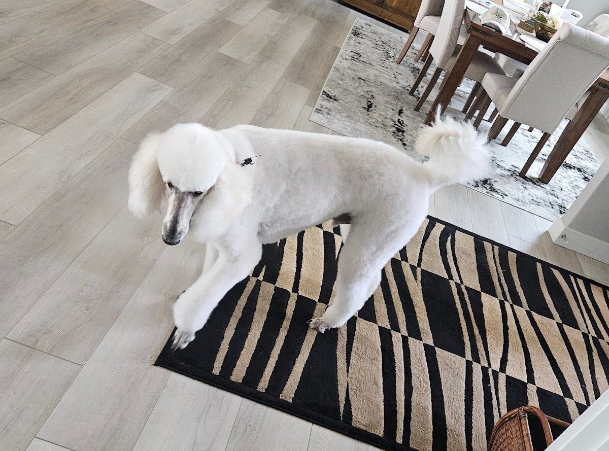 A freshly groomed white Standard Poodle at The Groomery