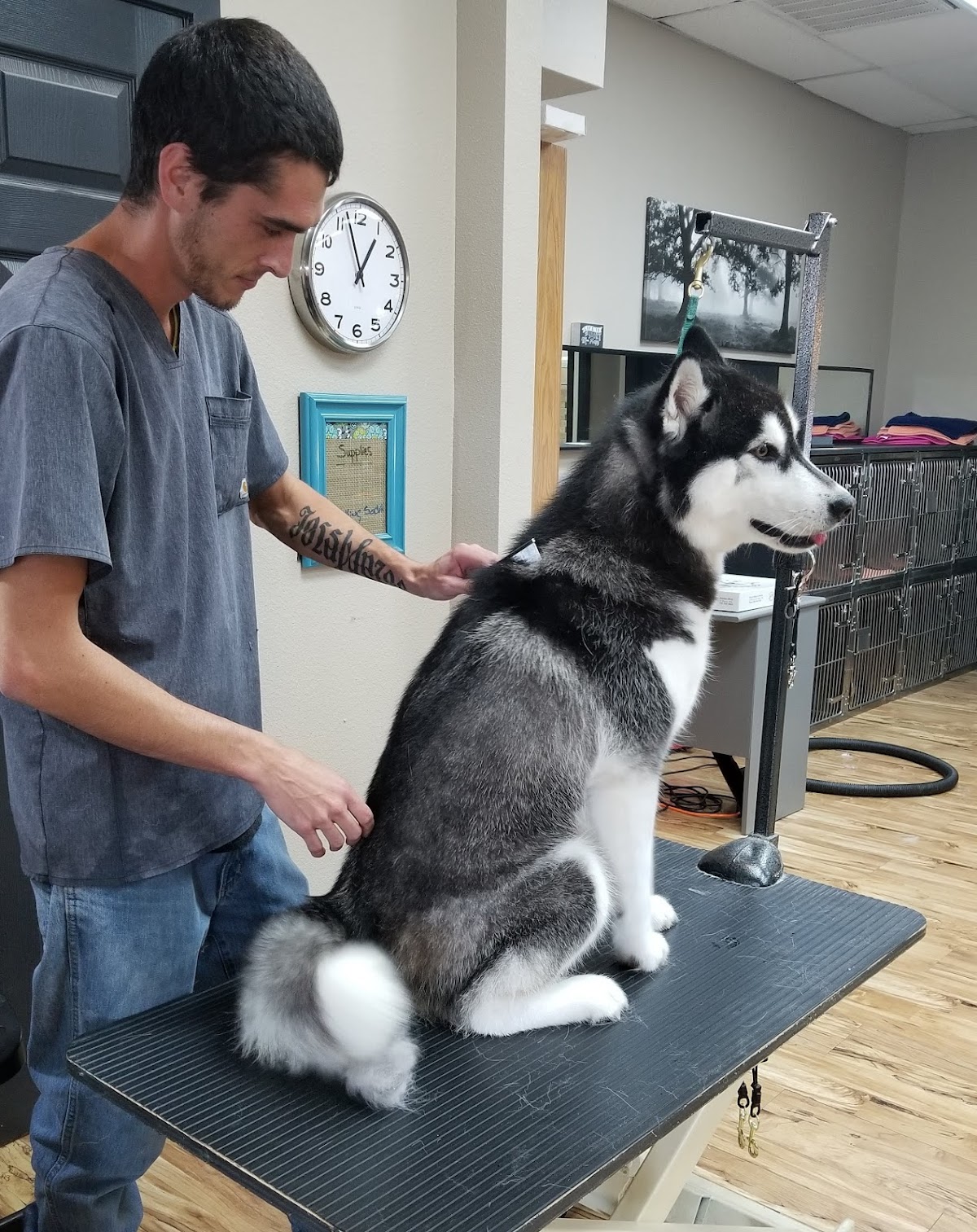 A groomer at The Groomery gently grooming a husky on the table inside the salon